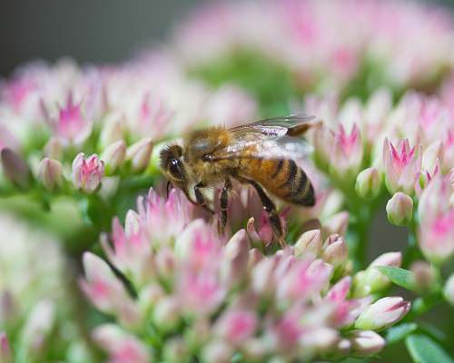 honey bee brown and black bee insect